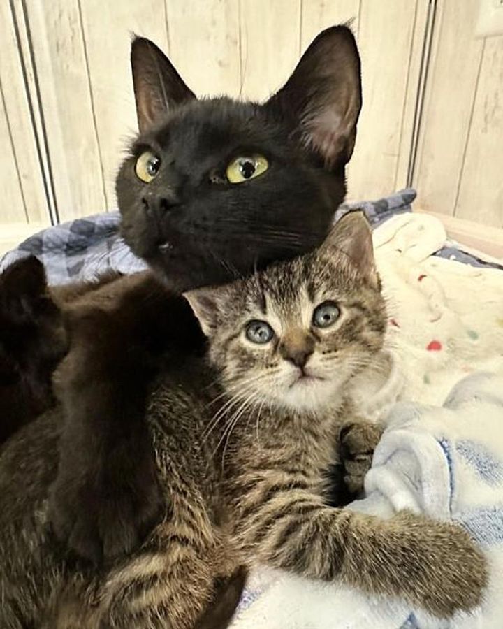 cat hugs kittens