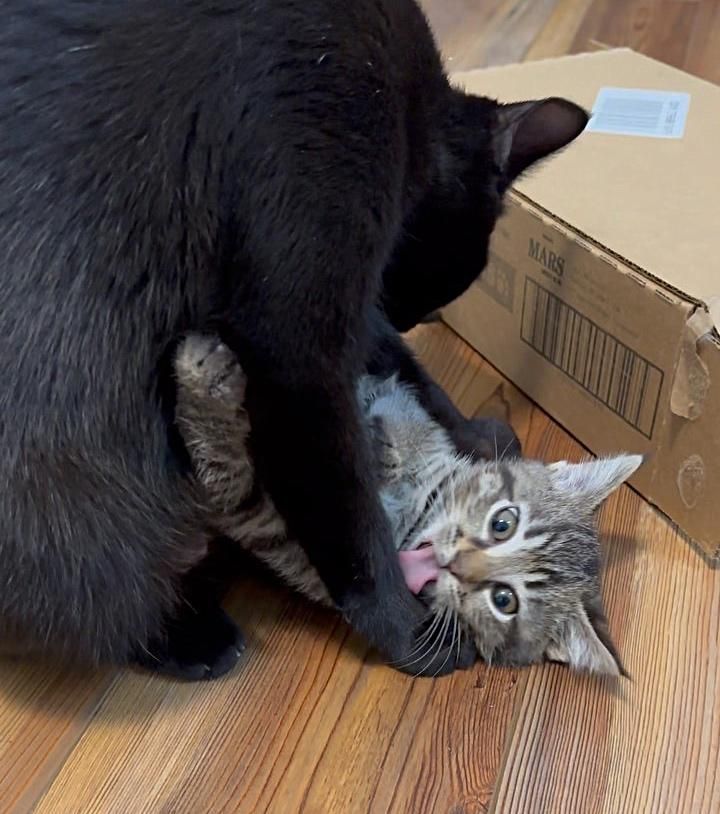 kitten cat grooming