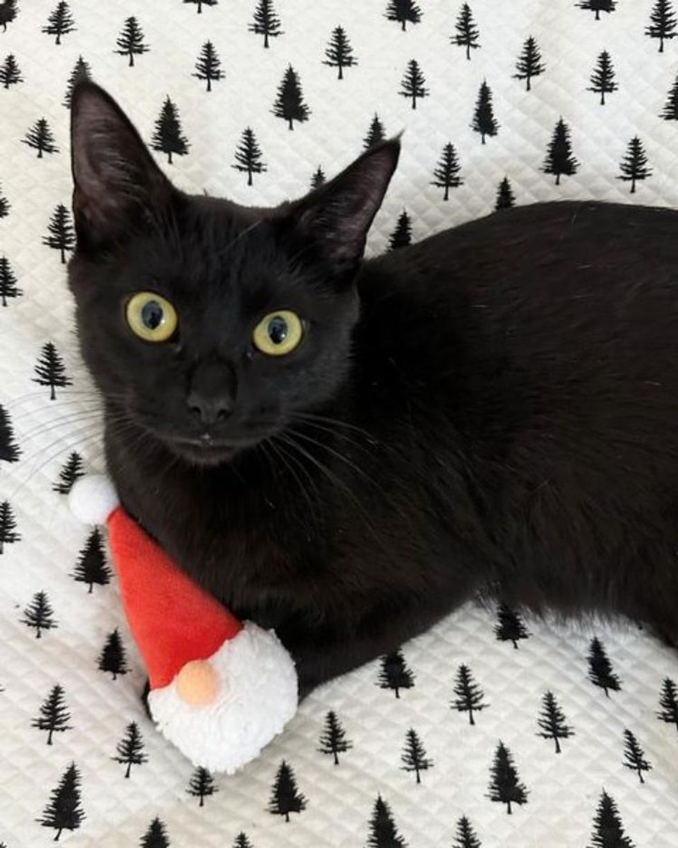 fern cat christmas hat