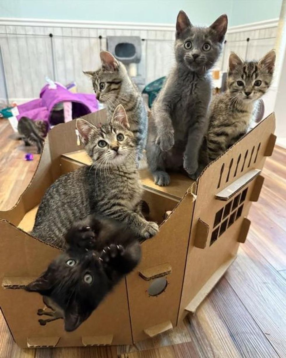 kittens box playing