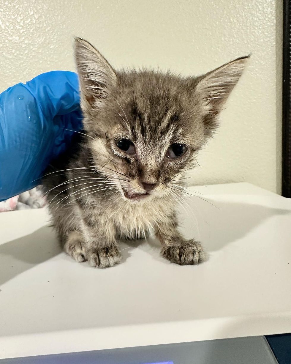 rescued kitten jaw