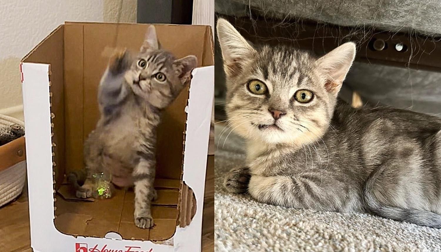 Kitten Living Under Trailer Changes So Much Thanks to Kind People, Now Follows Her Brother Around for Life