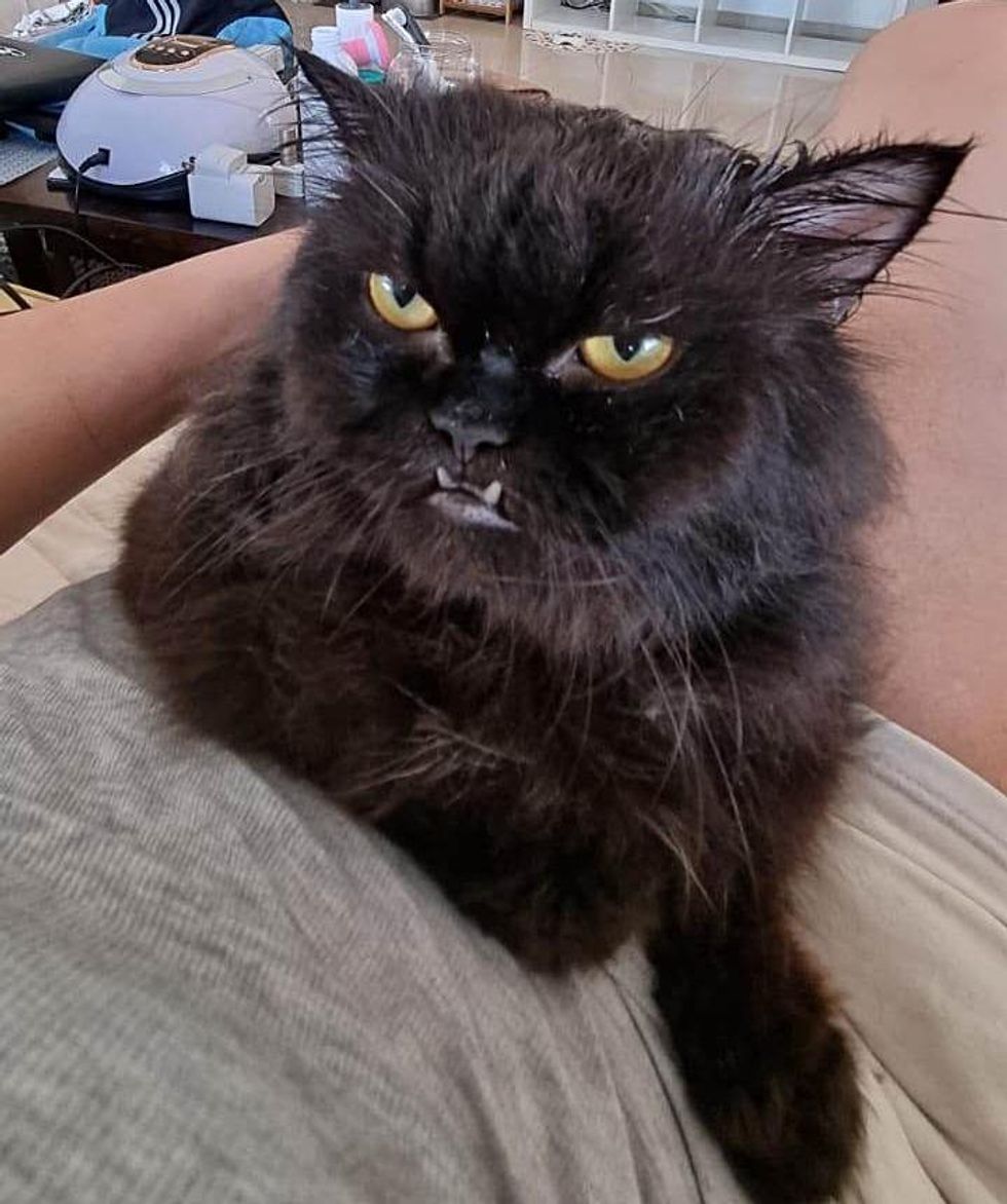 lap cat dracula teeth