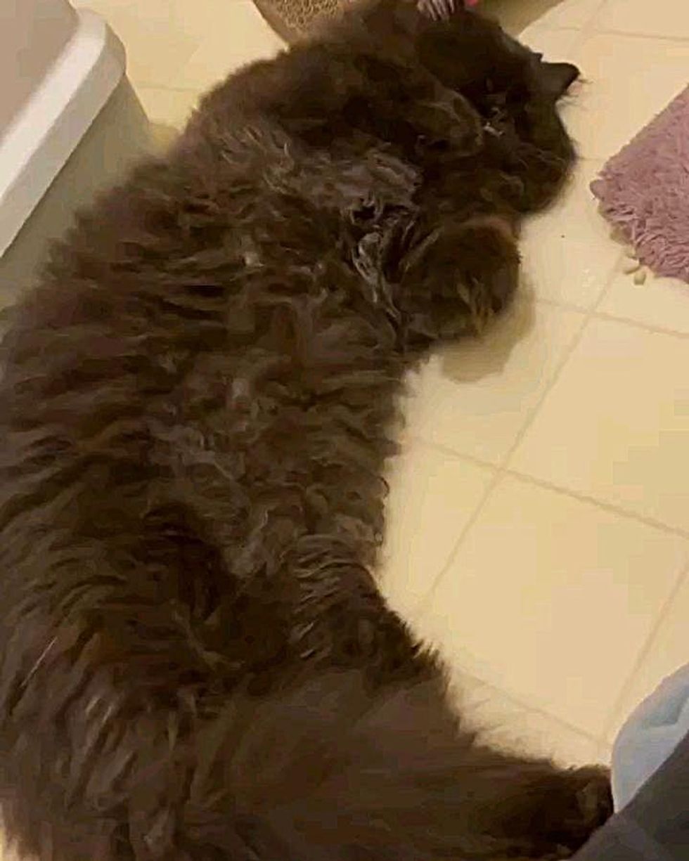 fluffy cat sleeping