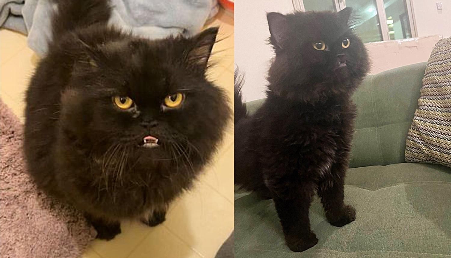 Stray Cat Comes Up to People Asking for Attention, Now He's a 'Giant Bear' Obsessed with Face Rubs