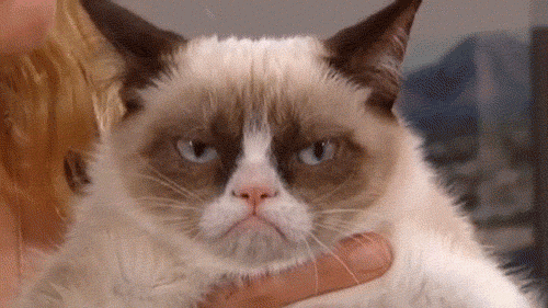 6 Things Only People Who Hate Cats Will Understand