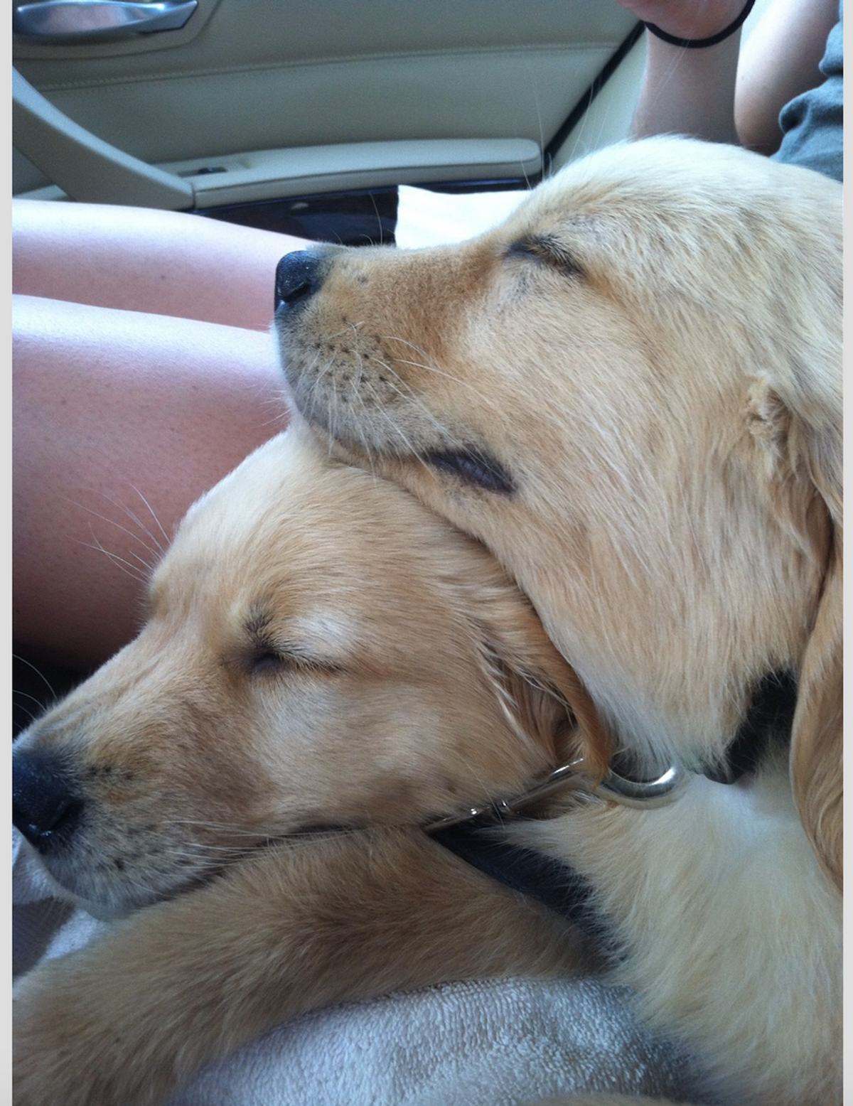 15 Adorable Pictures Of Golden Retrievers