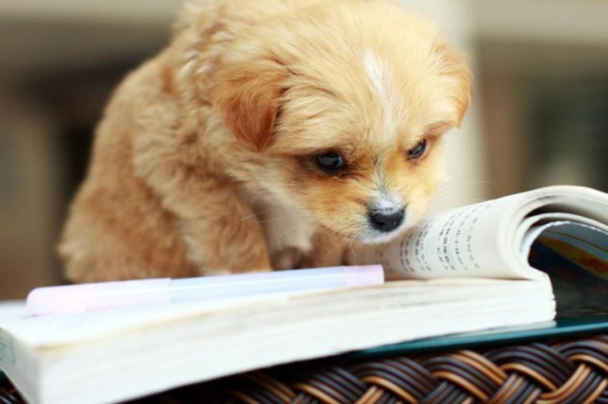 Finals Week As Told By Puppies