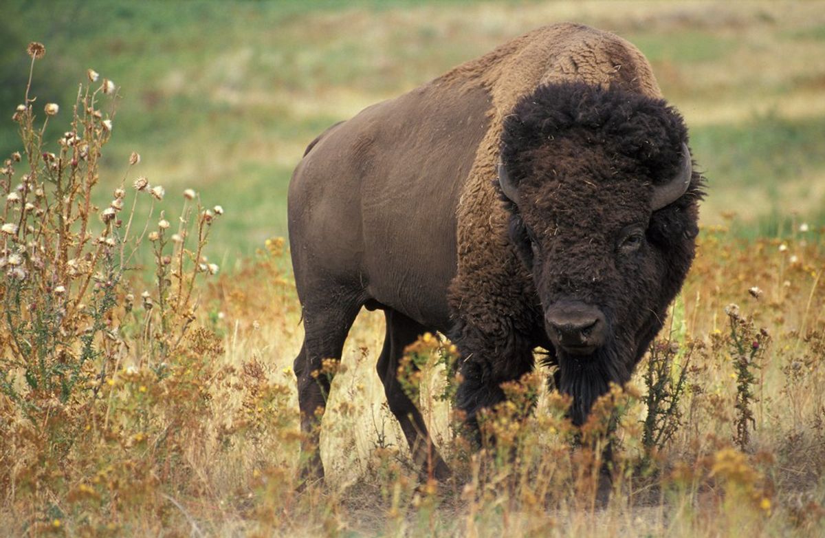 What Happened To The Bison In The 19th Century?