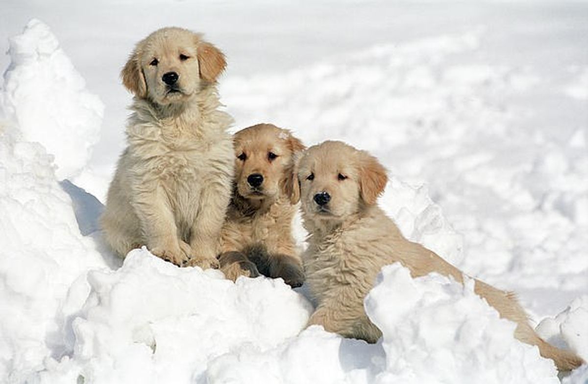 ​A Puppy's Guide To Snow