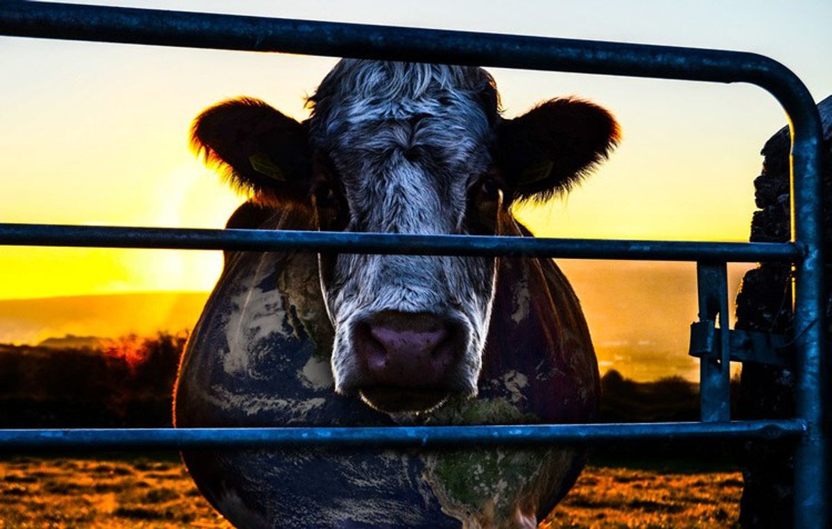 'Cowspiracy: The Sustainability Secret' A Must-See Documentary