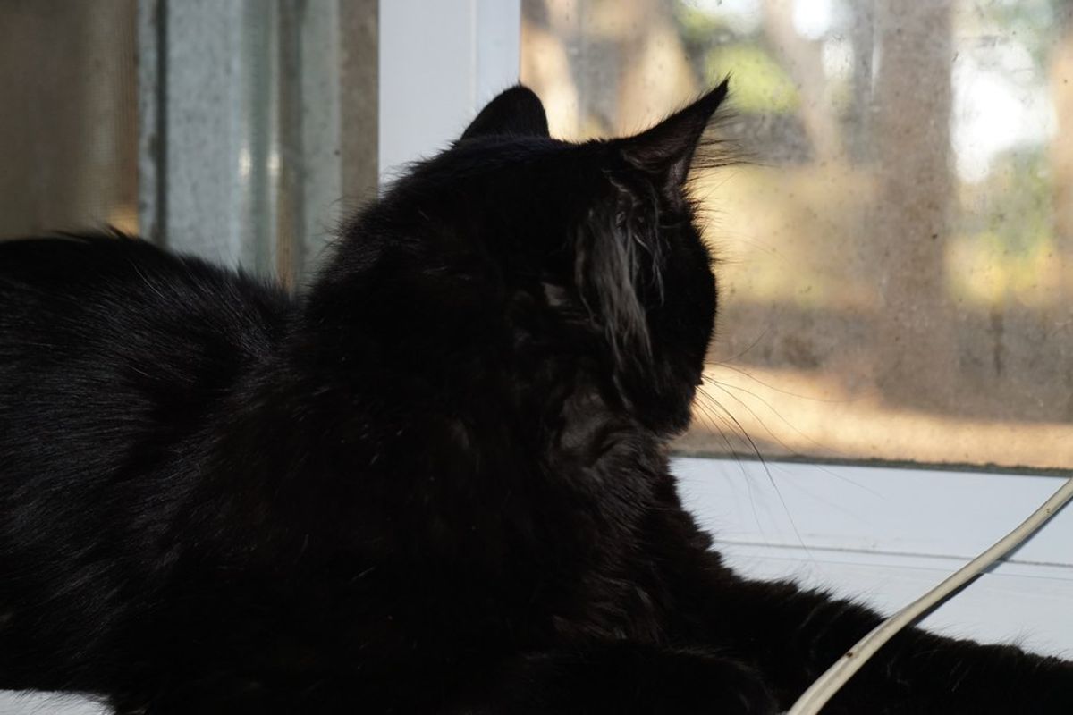 11 Reasons Why Cats Are the Best