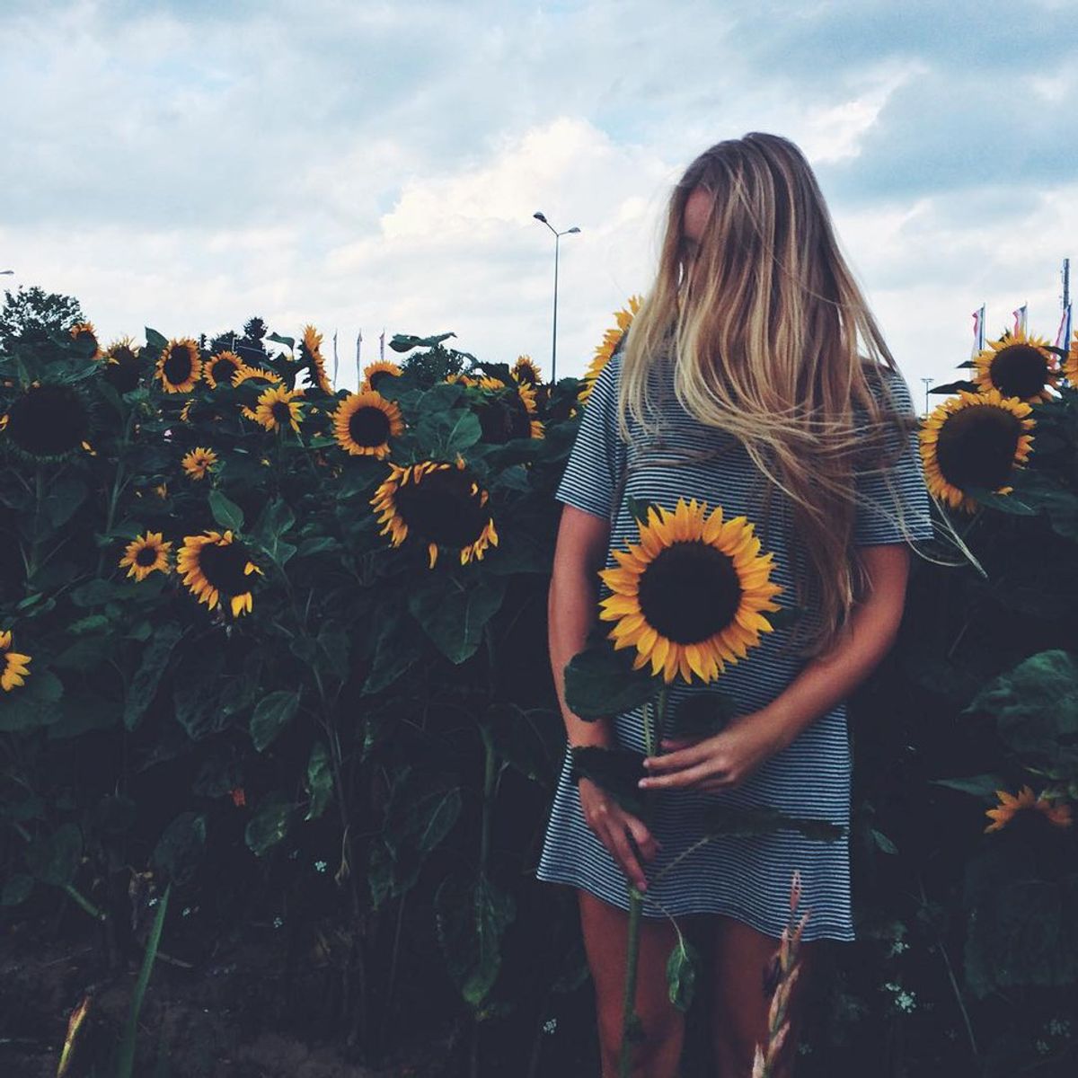 Are You A Human Or A Sunflower?