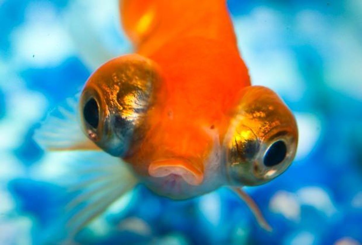 The Dangers of Goldfish Ownership and How to Overcome It