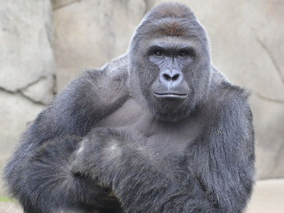 What It Means When We Place A Gorilla’s Life Above A Human’s