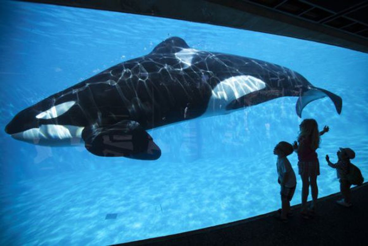 Have you ever thought about how killer whales feel being kept in captivity?