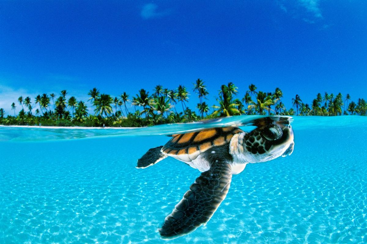 why-we-need-to-protect-sea-turtles