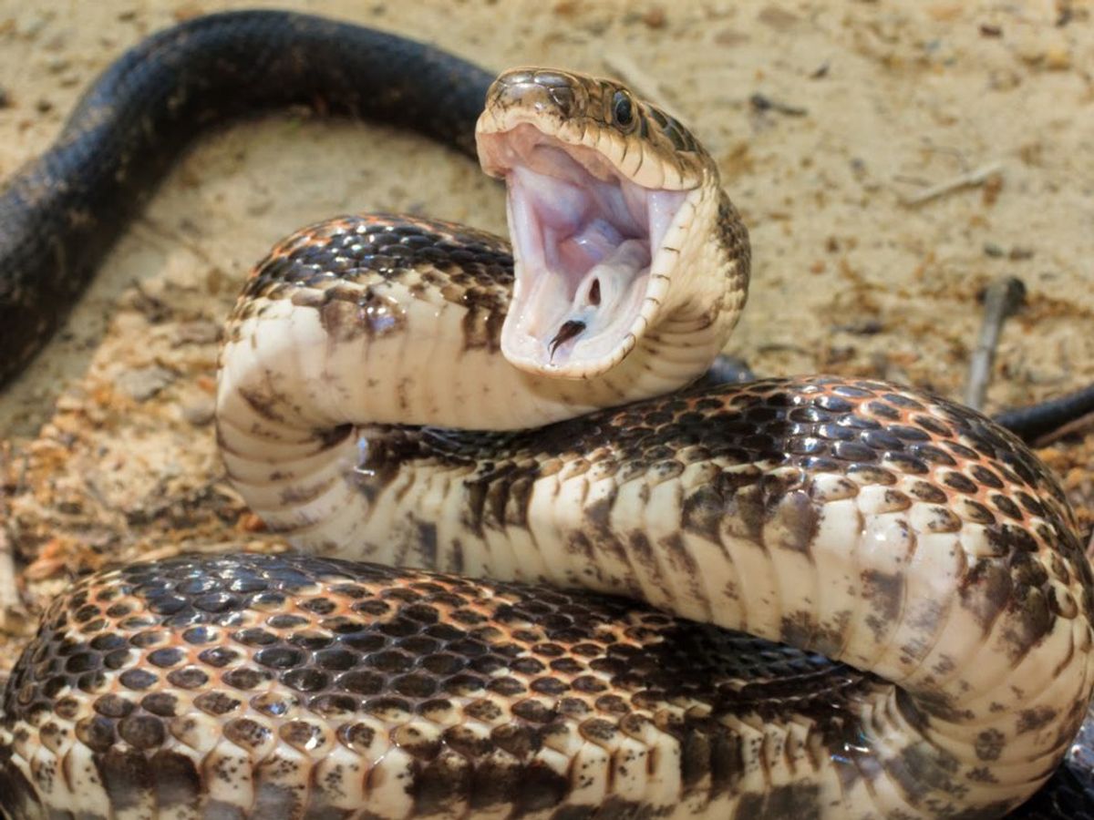 Your Quick Summer Guide To Snakes