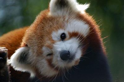 Red Pandas Are Cute Fluffy And In Danger