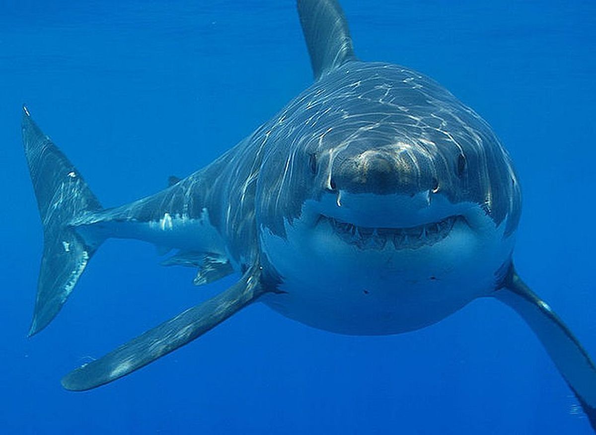 11 Sharks Found iIn The Atlantic Ocean