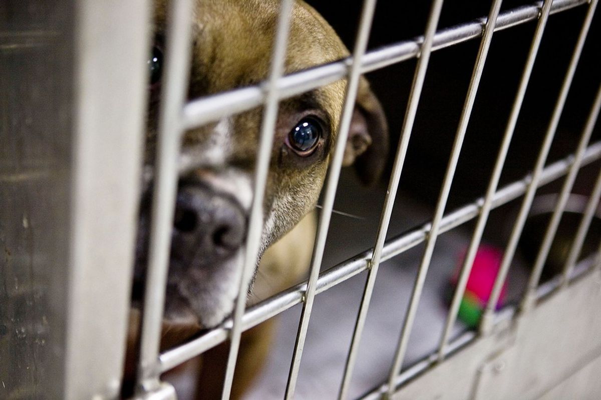 10 Reasons Why We Need More "Clear the Shelter" Days