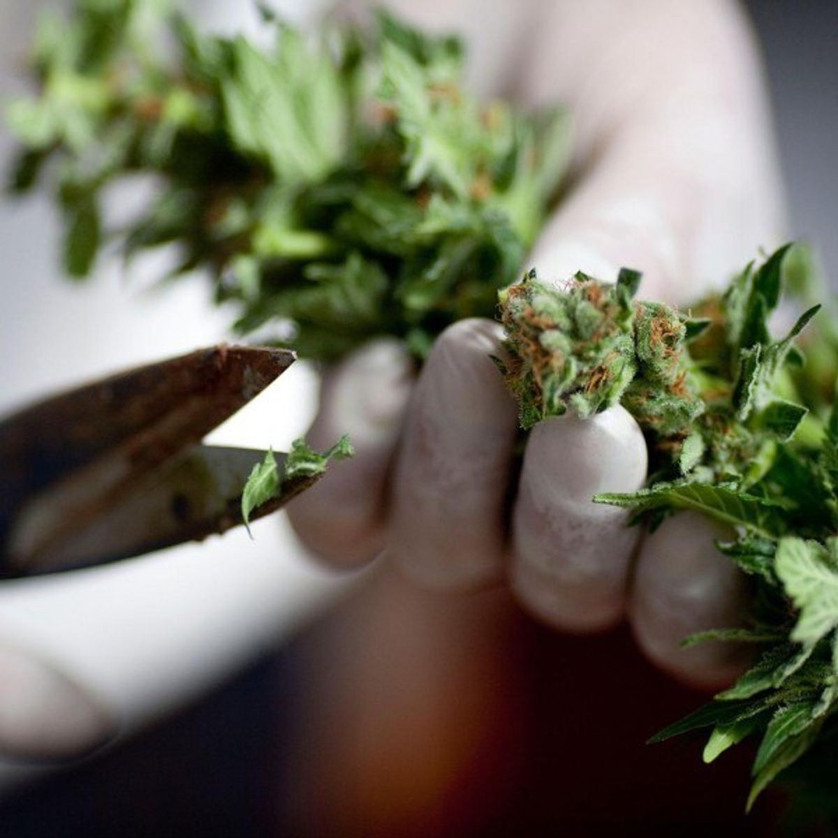 The Importance Of Legalizing Medical Marijuana