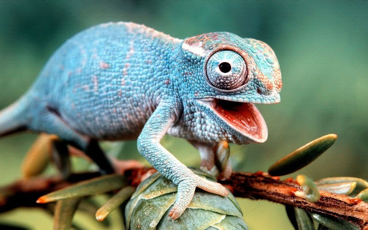 5 Reasons Why I Love Lizards
