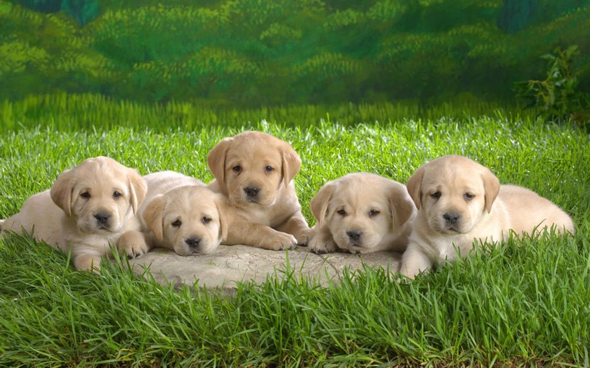 The Importance Of Dogs
