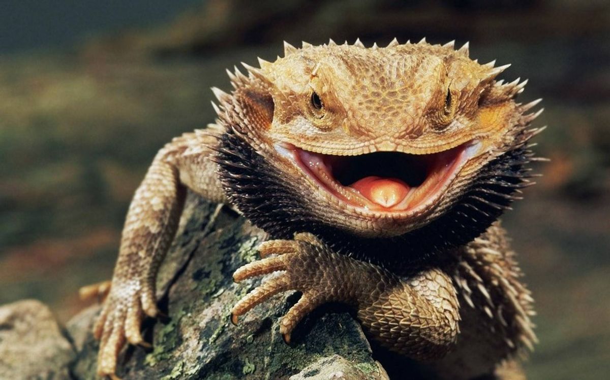 7 Reasons Why Lizards Are Better Than People