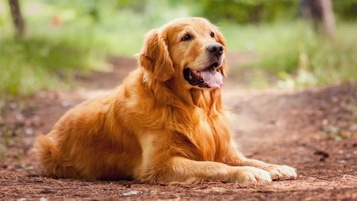 11 Reasons Why Golden Retrievers Are Perfect