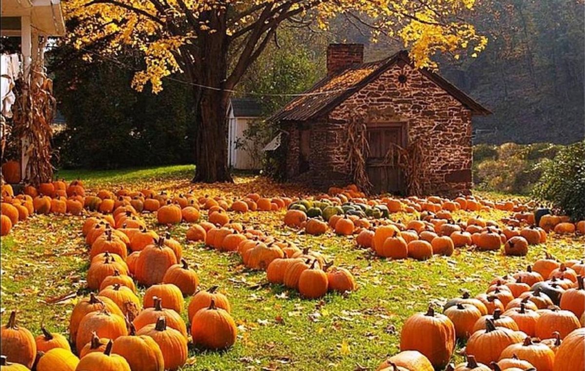 Why Americans Become Obsessed With Pumpkins Every Fall
