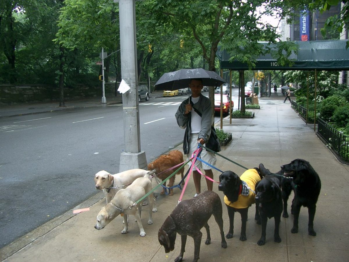 Dogs As A Metaphor For New York City