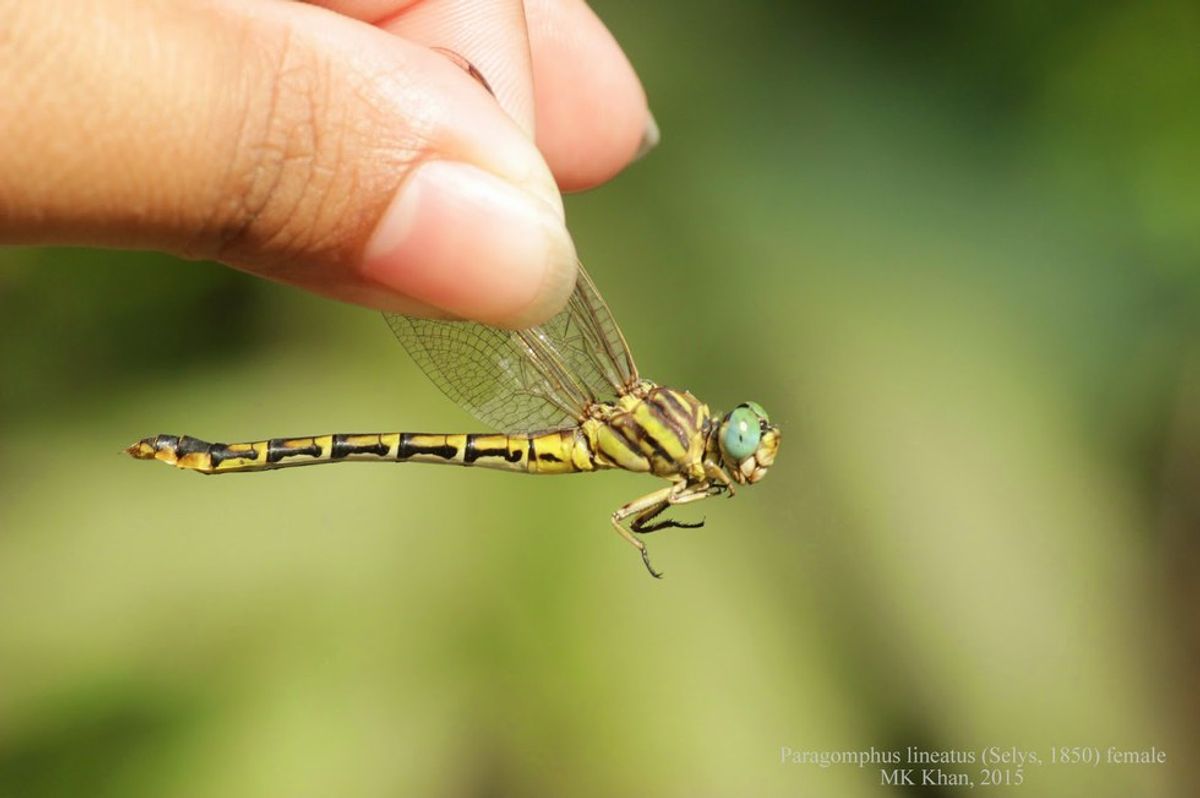 Dragonfly Catchers