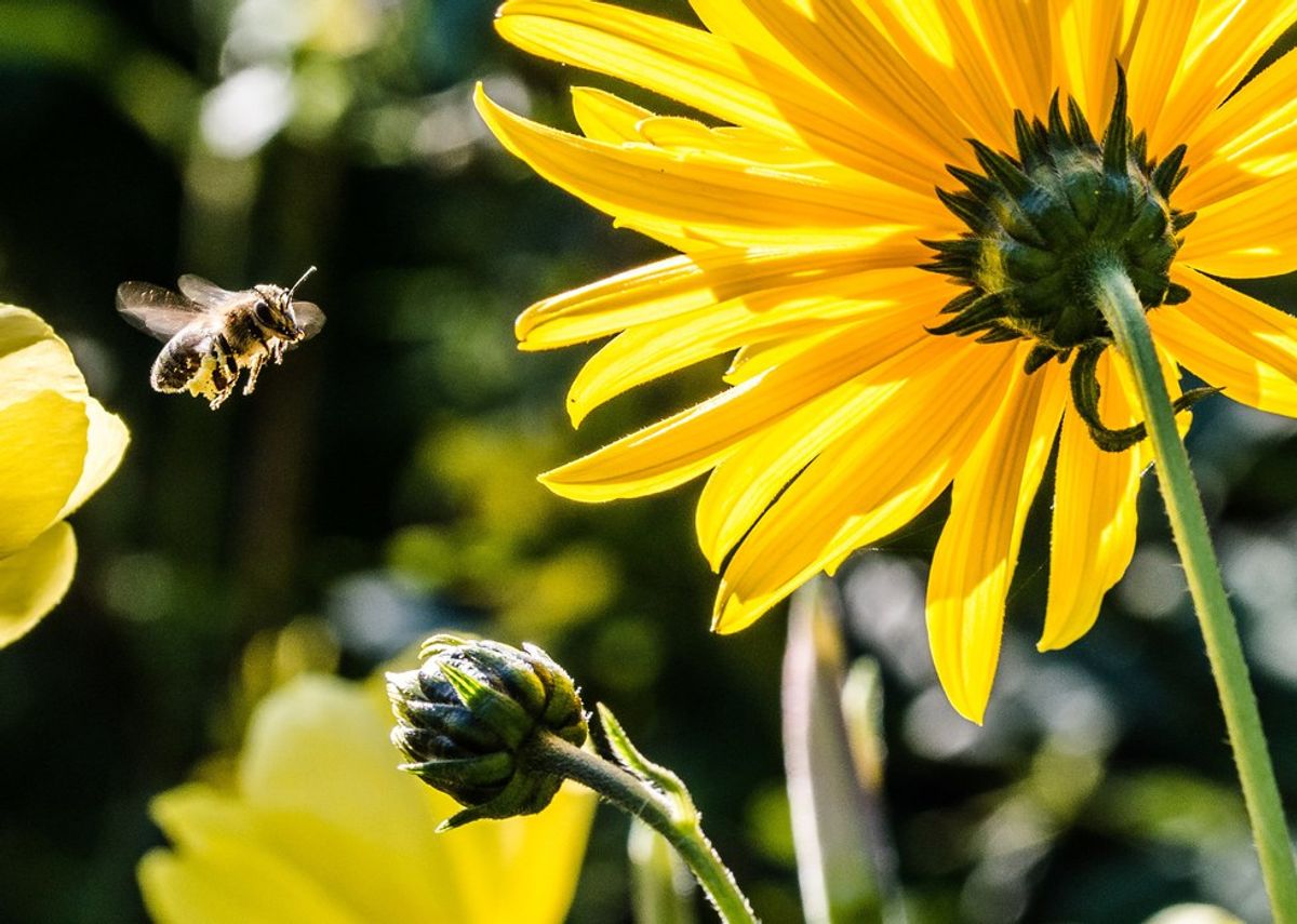 Bees Are Dying: Globally, At An Alarming Rate
