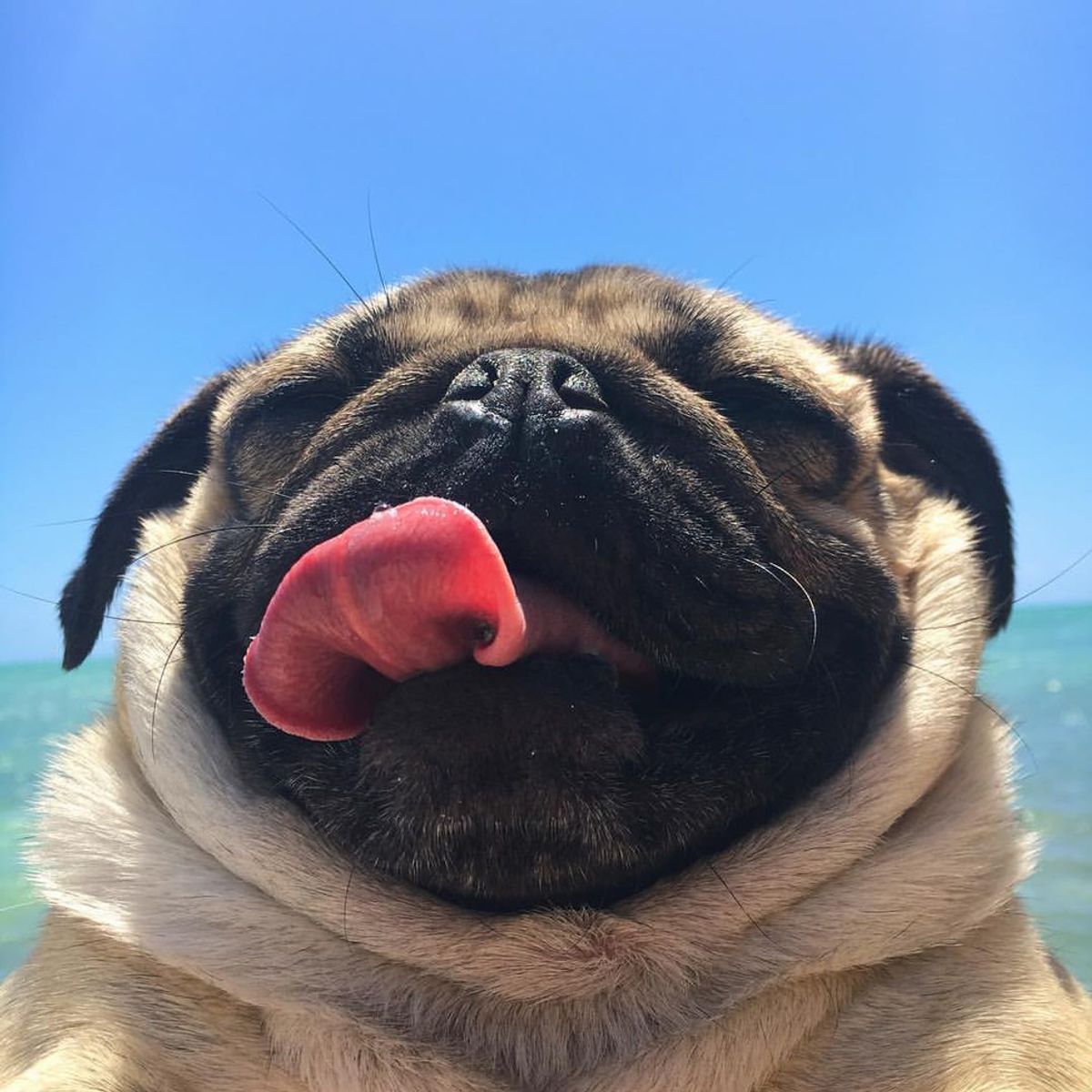 10 Pictures Of Doug The Pug To Get You Through The Day
