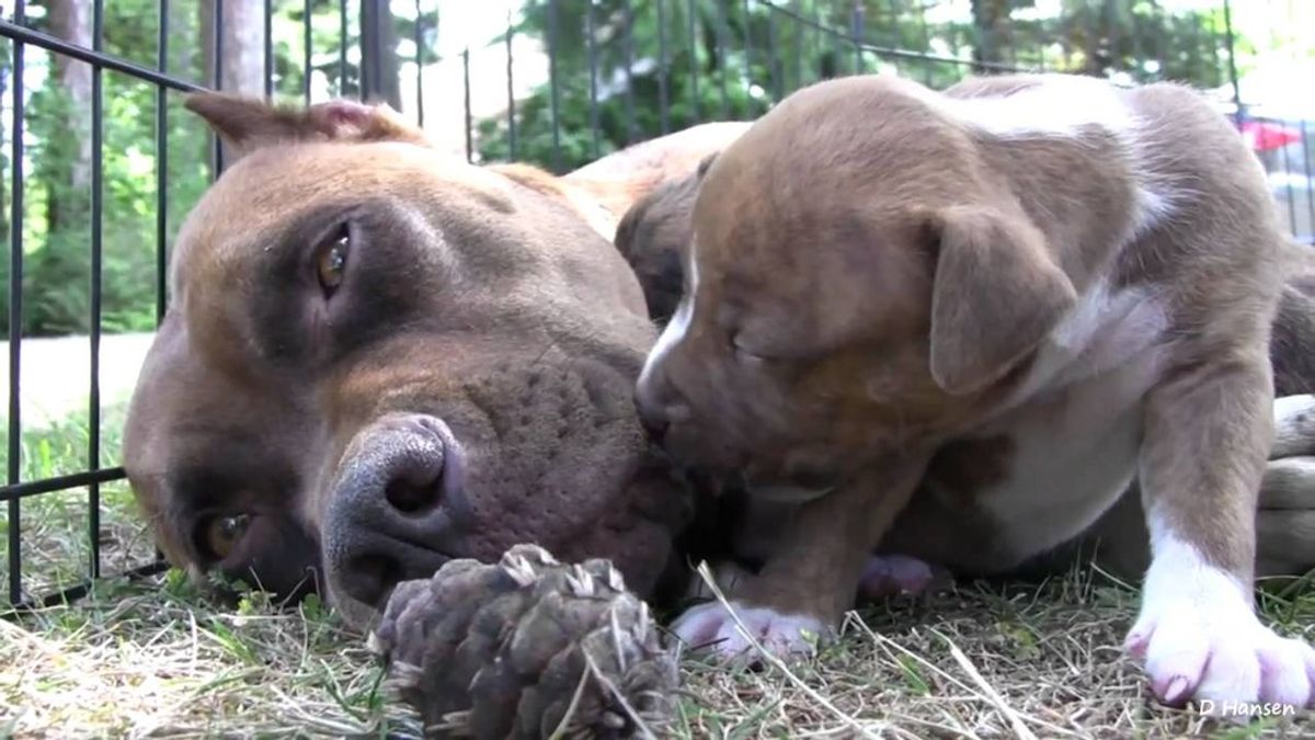 8 Reasons Why Montreal's BSL Is Straight Up BS