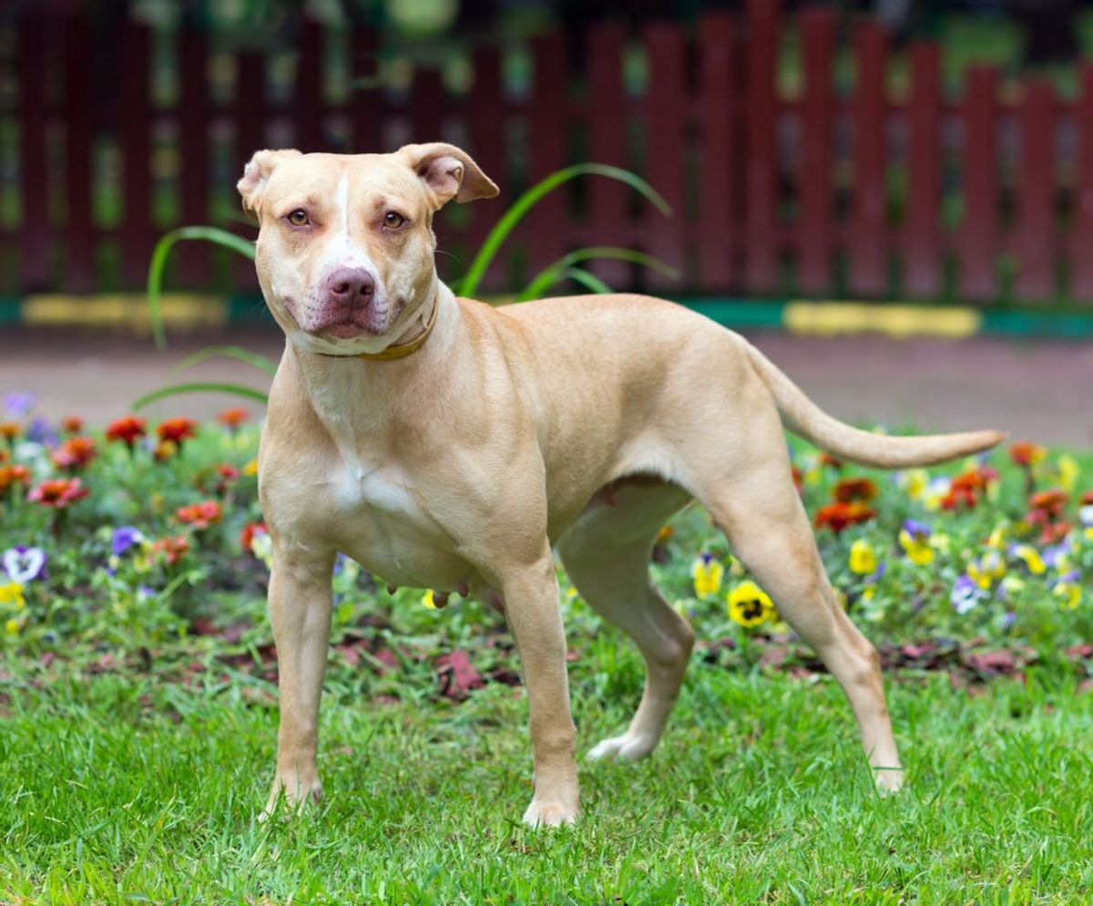 13 Facts You Should Know Before Banning Pit Bulls