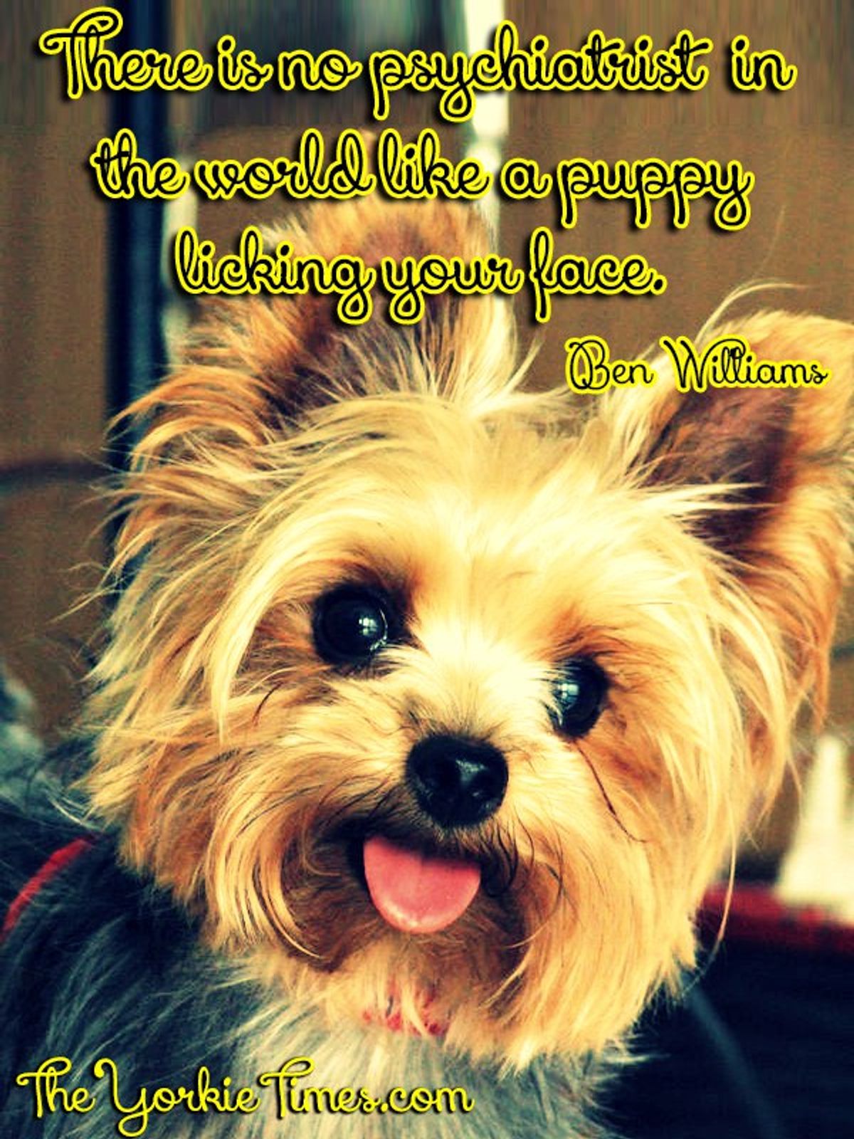 8 Reasons Yorkie-Poos Are The Best Signifigant Others