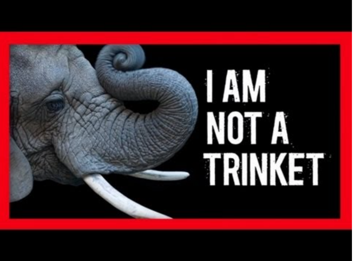 The Ivory Game : The Worlds Biggest Land Animal In Danger