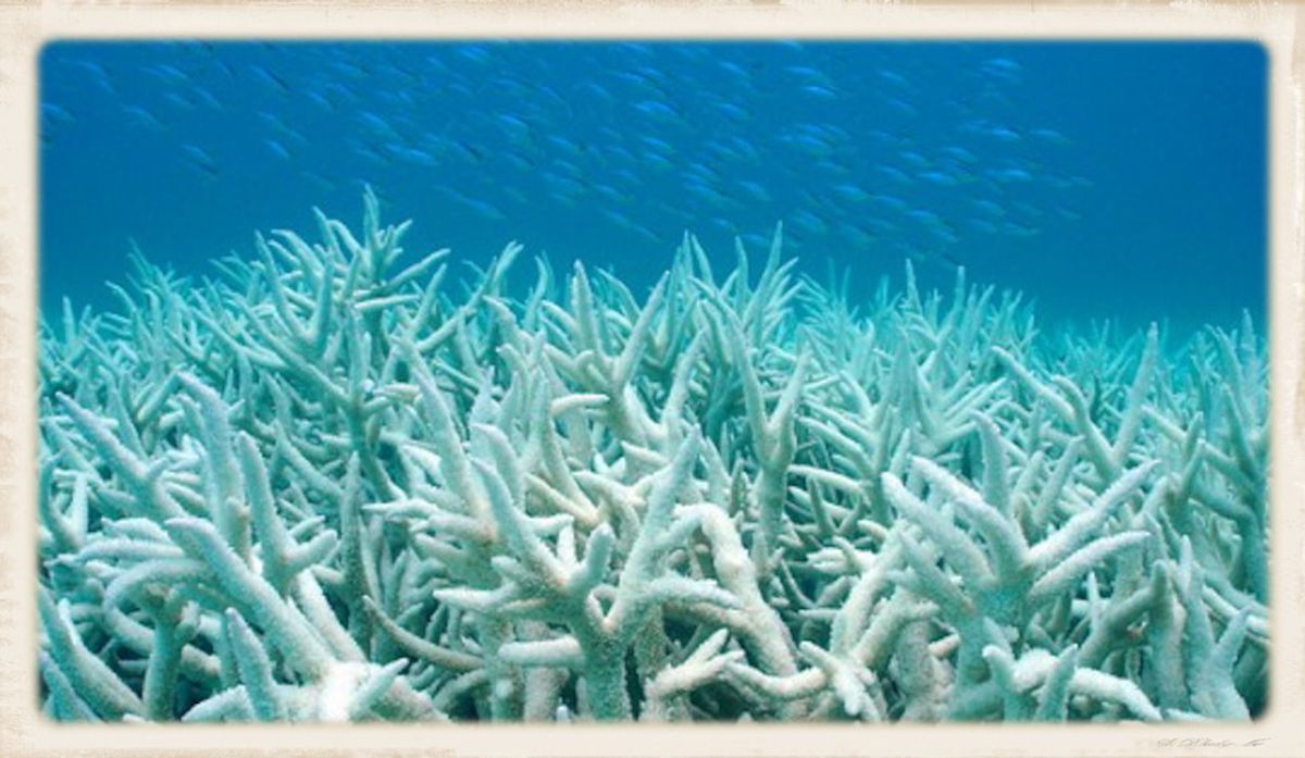Death By Acid How Ocean Acidification Is Killing Our Coral Reefs