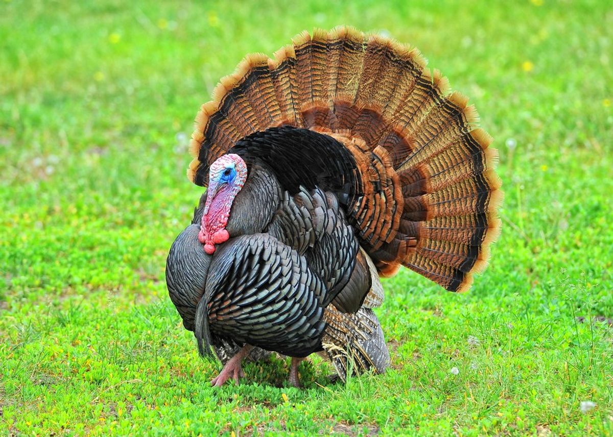 20 Turkey Facts Just in Time for Thanksgiving