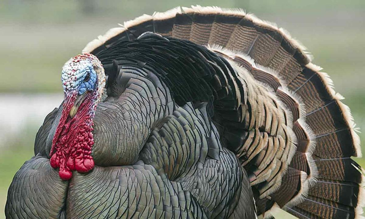 Four Things To Do Instead of Celebrating American Thanksgiving