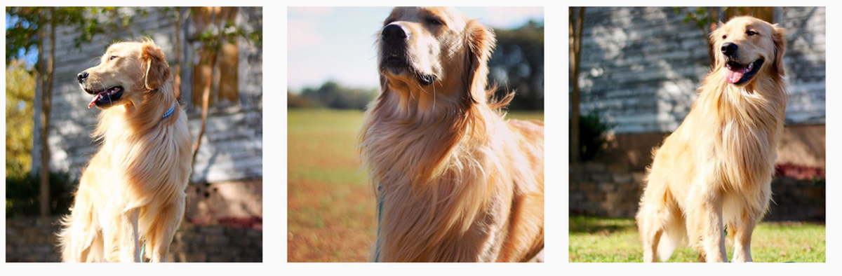 7 Dog Instagram Accounts  To Get You Through Finals