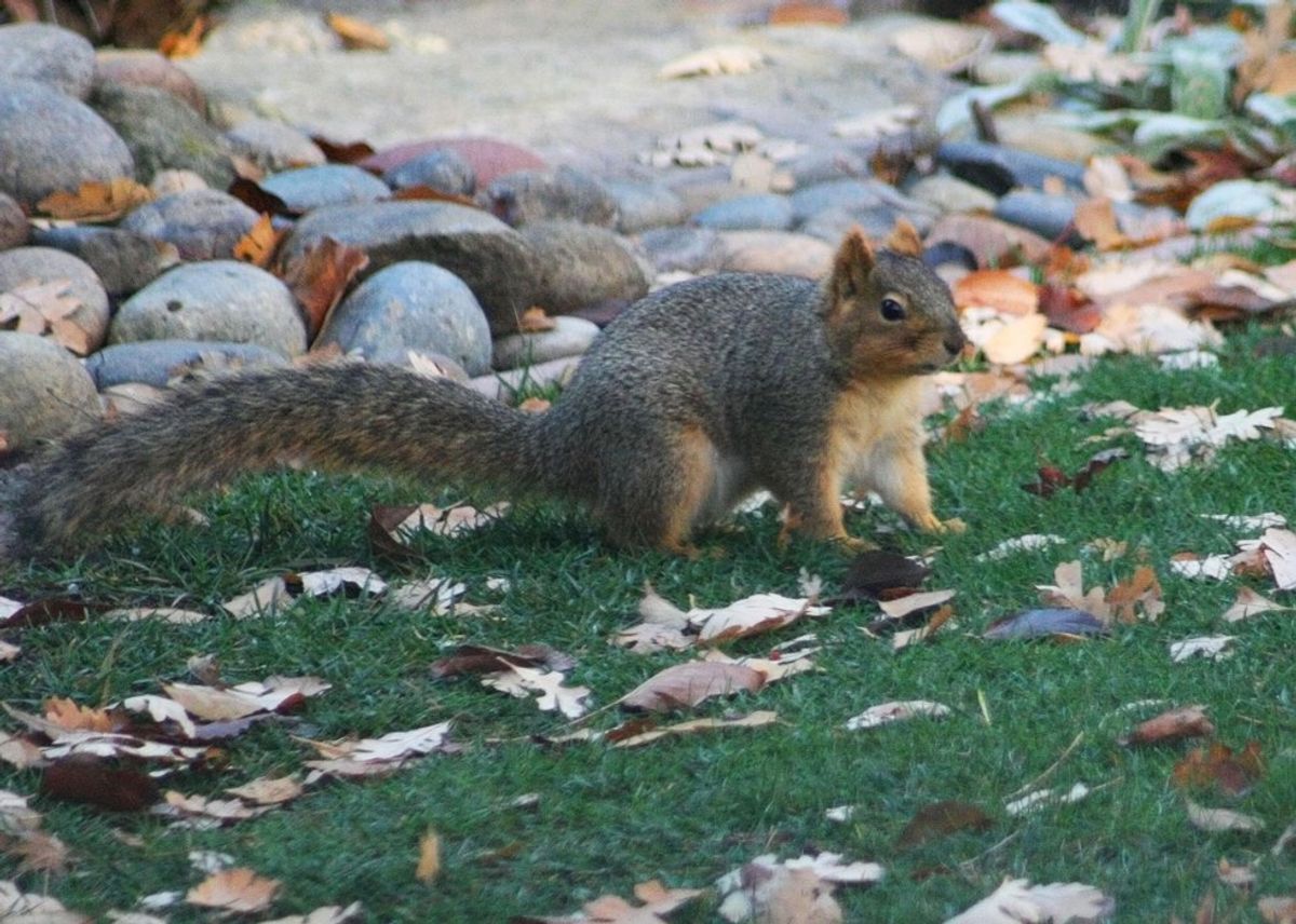 Squirrel Days