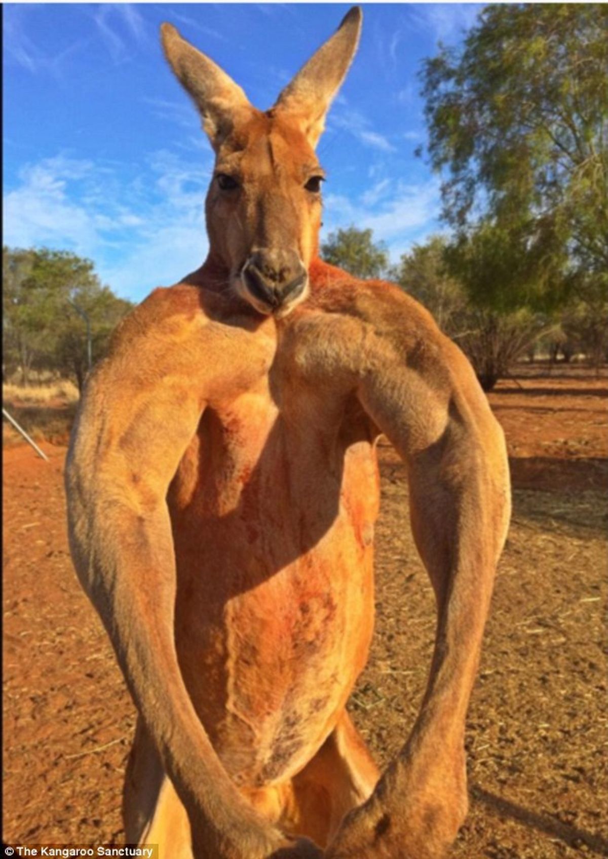 PETA vs. The Kangaroo Puncher
