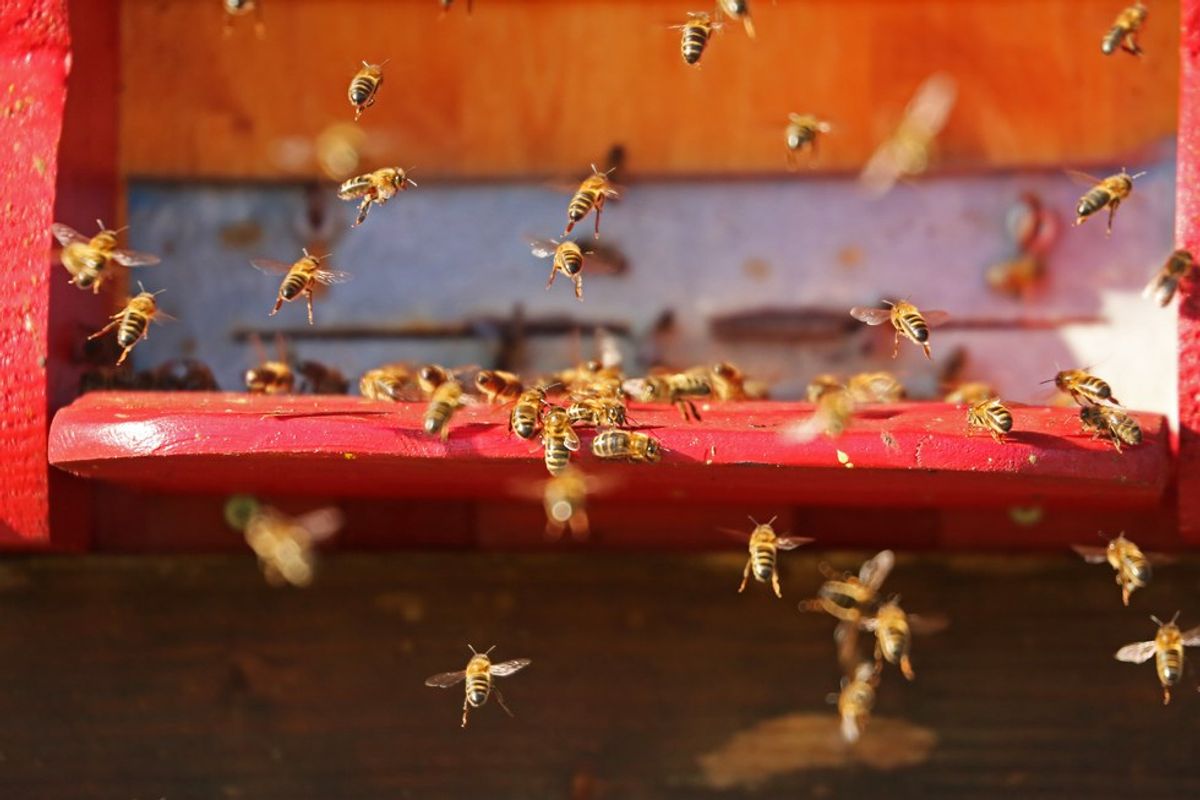 Why We Need To Save The Bees
