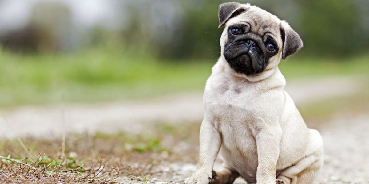 5 Pugs To Help You Through Your Work Week