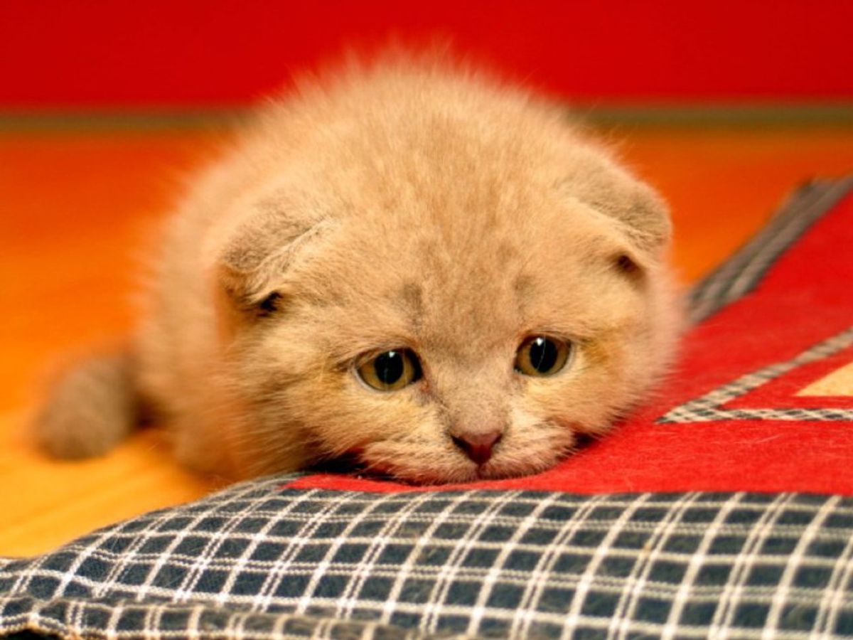 5 Faces Of Heartbreak Told By Cats
