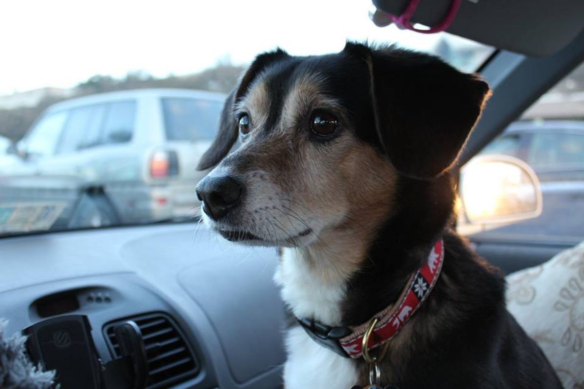 How Apartment Complexes Can Assure More DogFriendly Housing Near