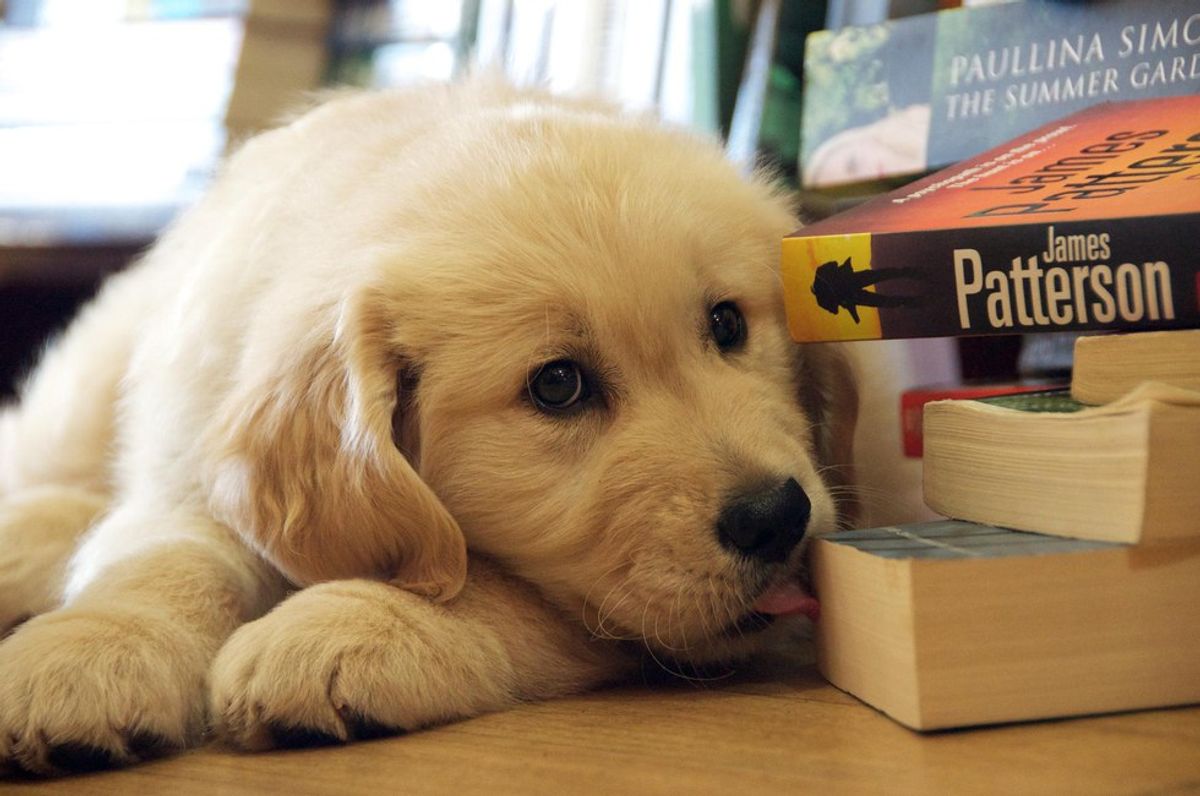 10 Photos Of Puppies To Get You Through Midterms